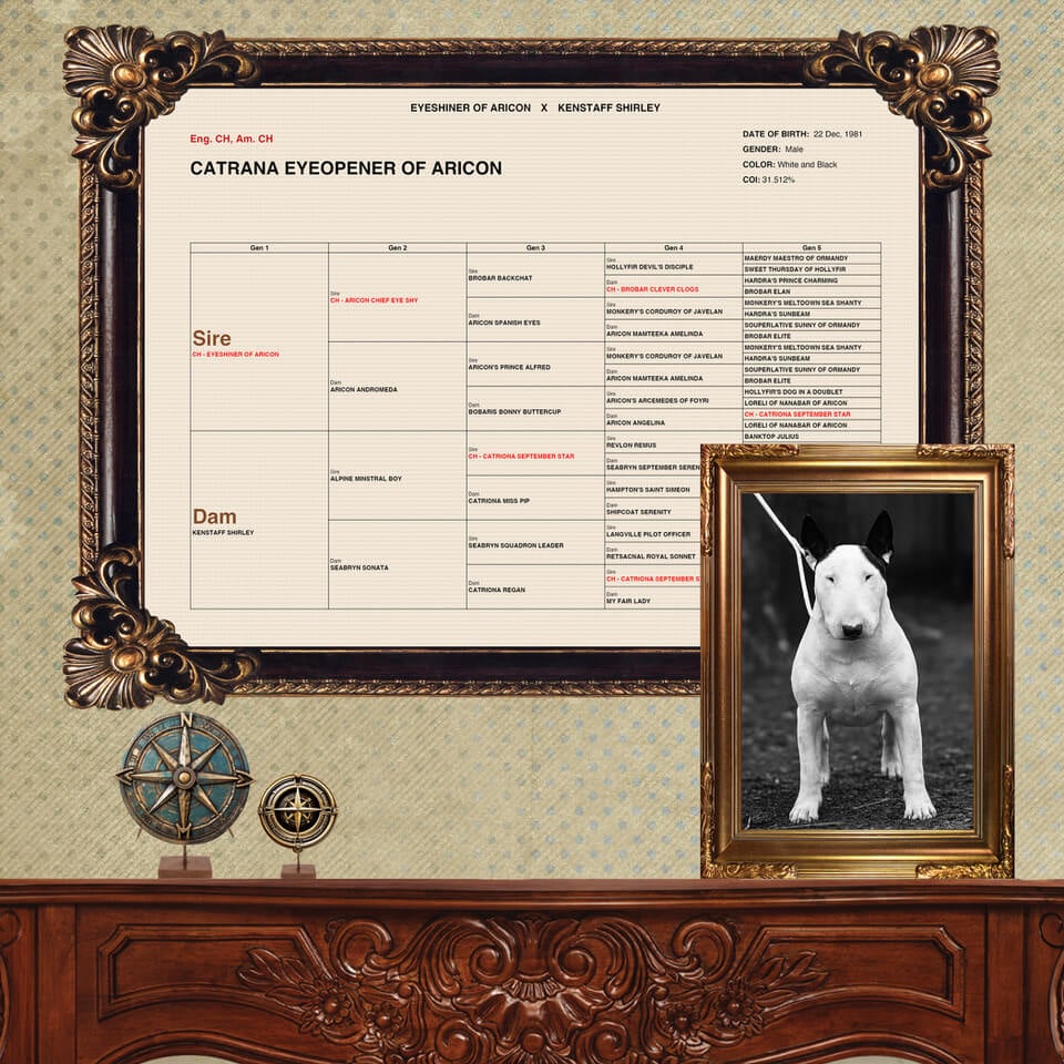 Dominic framed pedigree