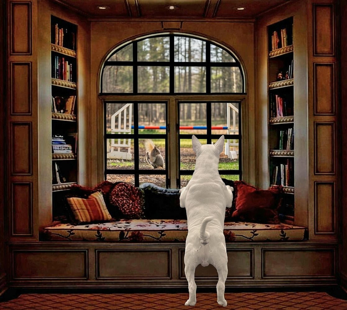 The Bull Terrier Mind