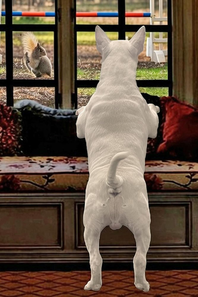 The Bull Terrier Mind