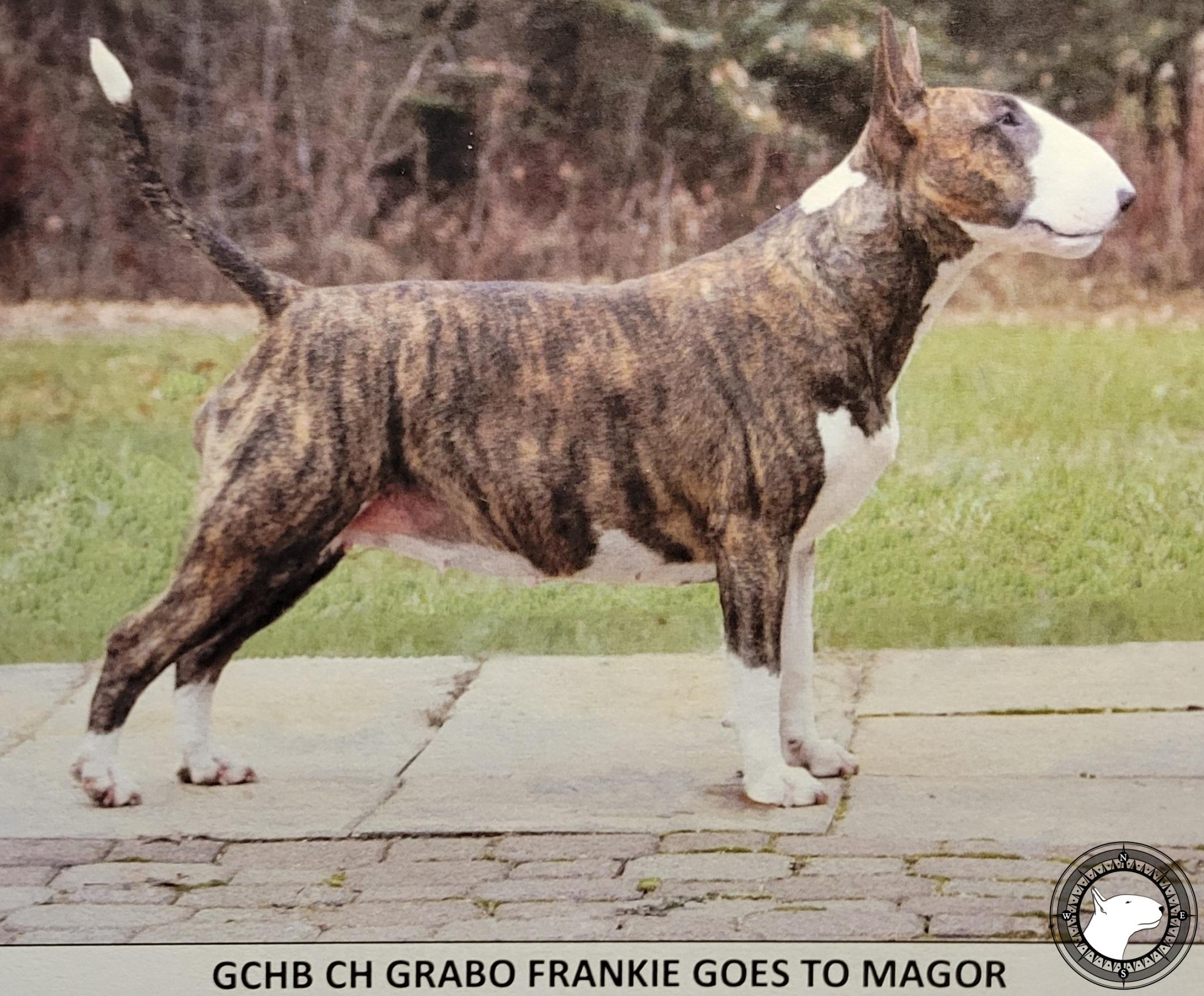 GRABO FRANKIE GOES TO MAGOR