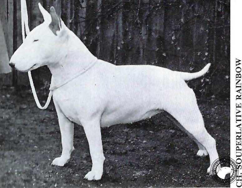 SOUPERLATIVE RAINBOW