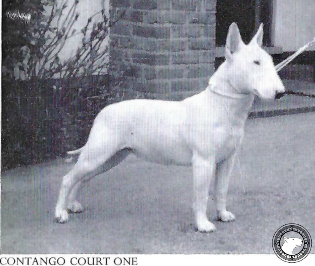 CONTANGO COURT-ONE