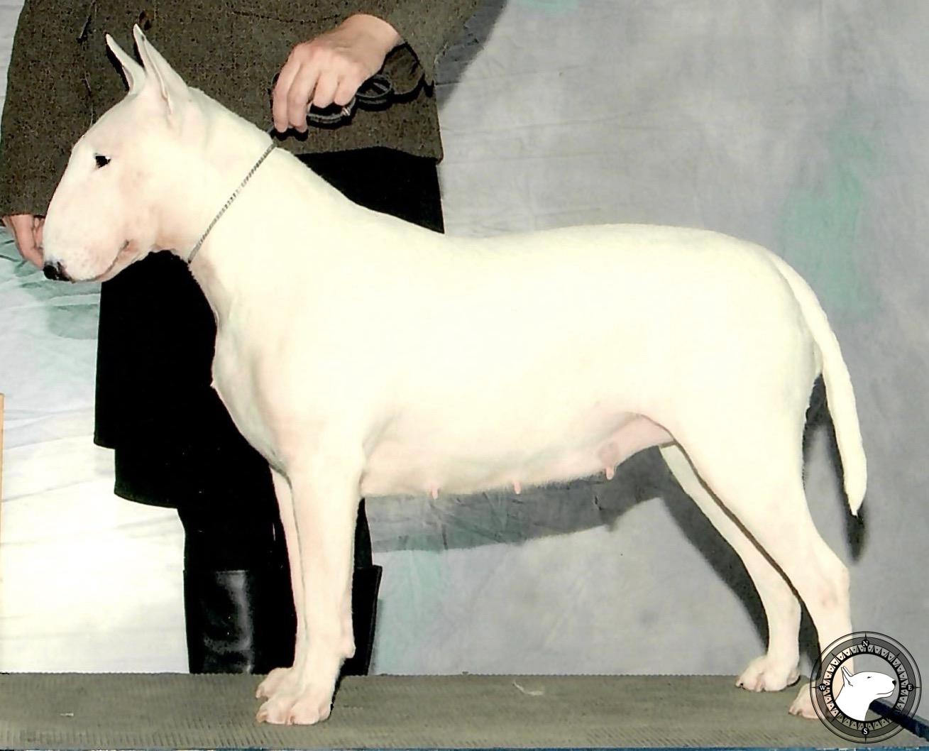 DEBULLY'S SNOW ANGEL