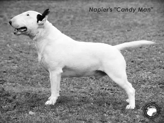 NAPIER'S CANDY MAN