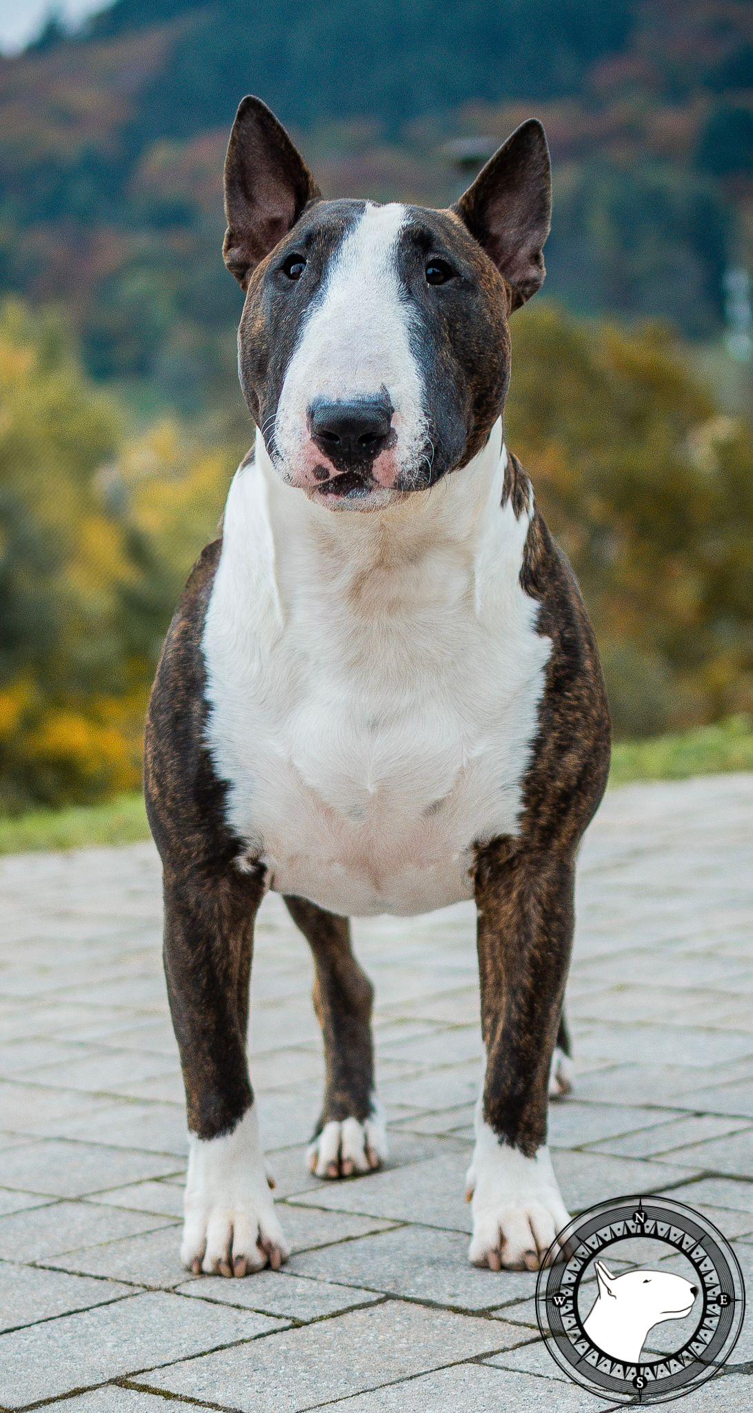 CH. HEARTBREAKER VOM BALTIC BULL