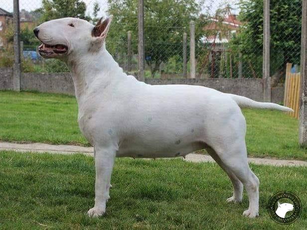 BLACK DOMINA GRAZIA