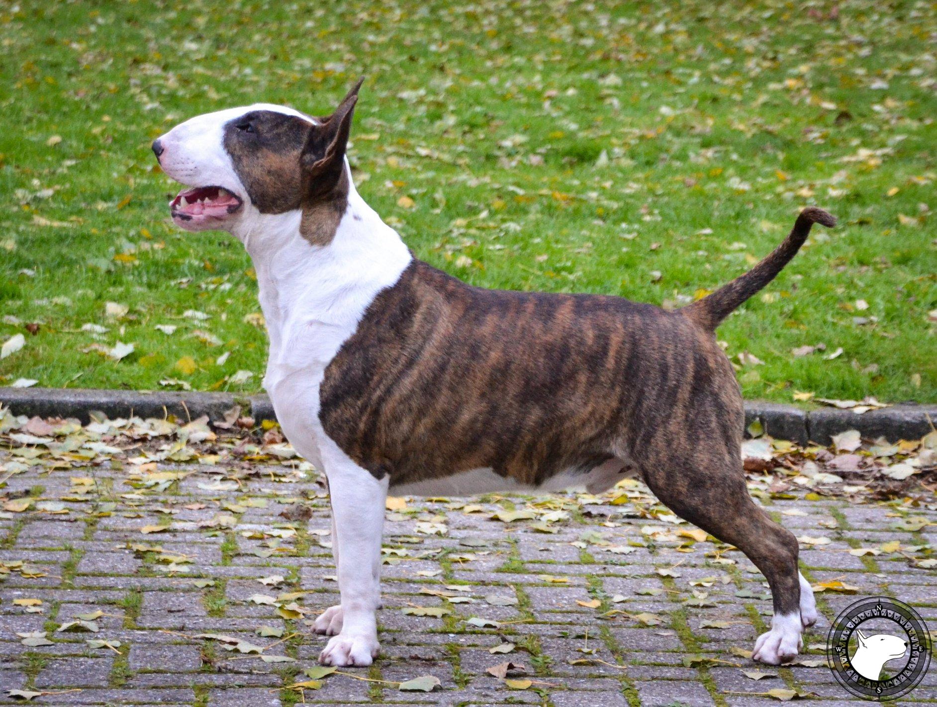 BULLYRUN NEVER STOP SHOWING