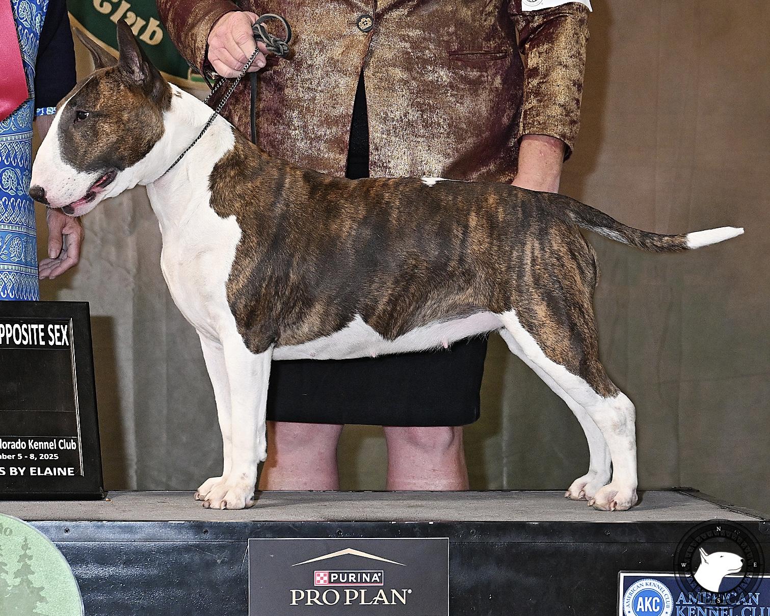 BAYSHORE SWEARS LIKE A SAILOR IN SOQUEL