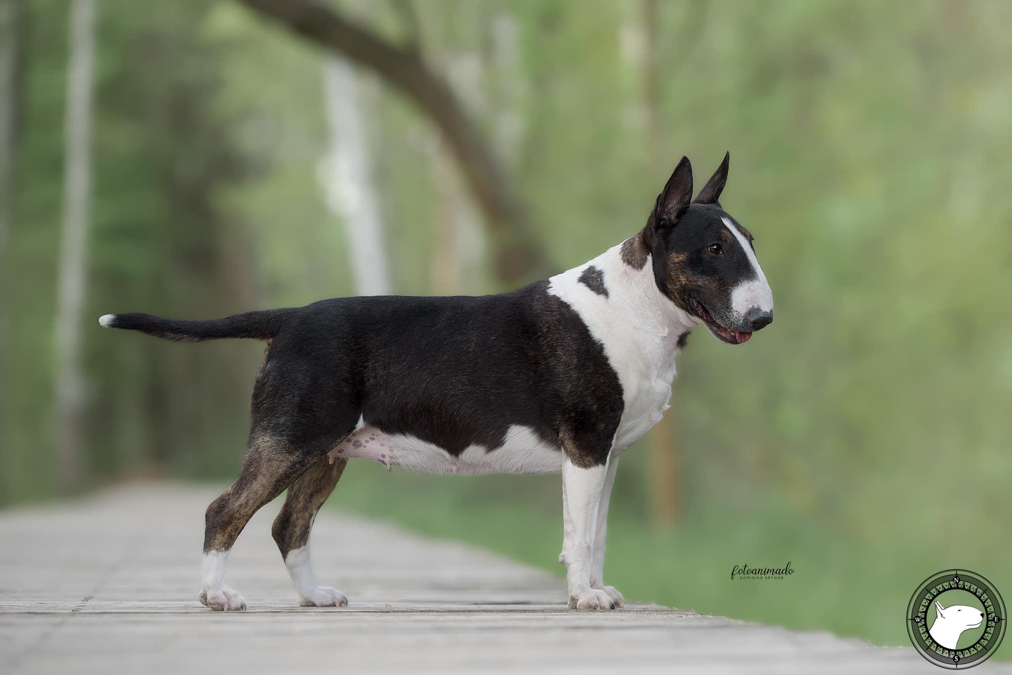 KNIGHT OF DARKNESS PEARL OF TIMAR