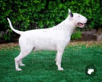 TREDECIM IZANAGINOMIKOTO