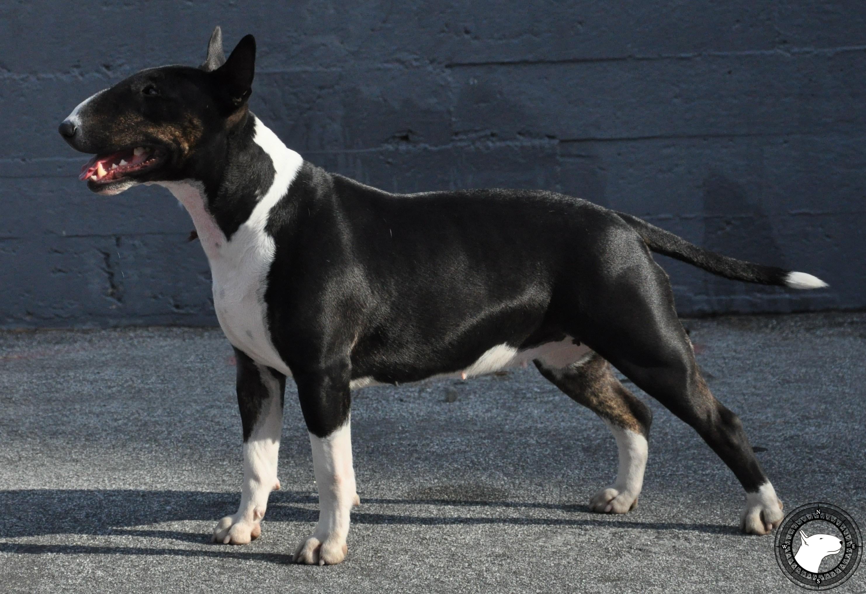 WICKED MOXIE OF BULLARD