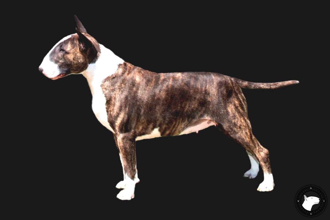 QUICKSILVER WICKED LITTLE SISTER