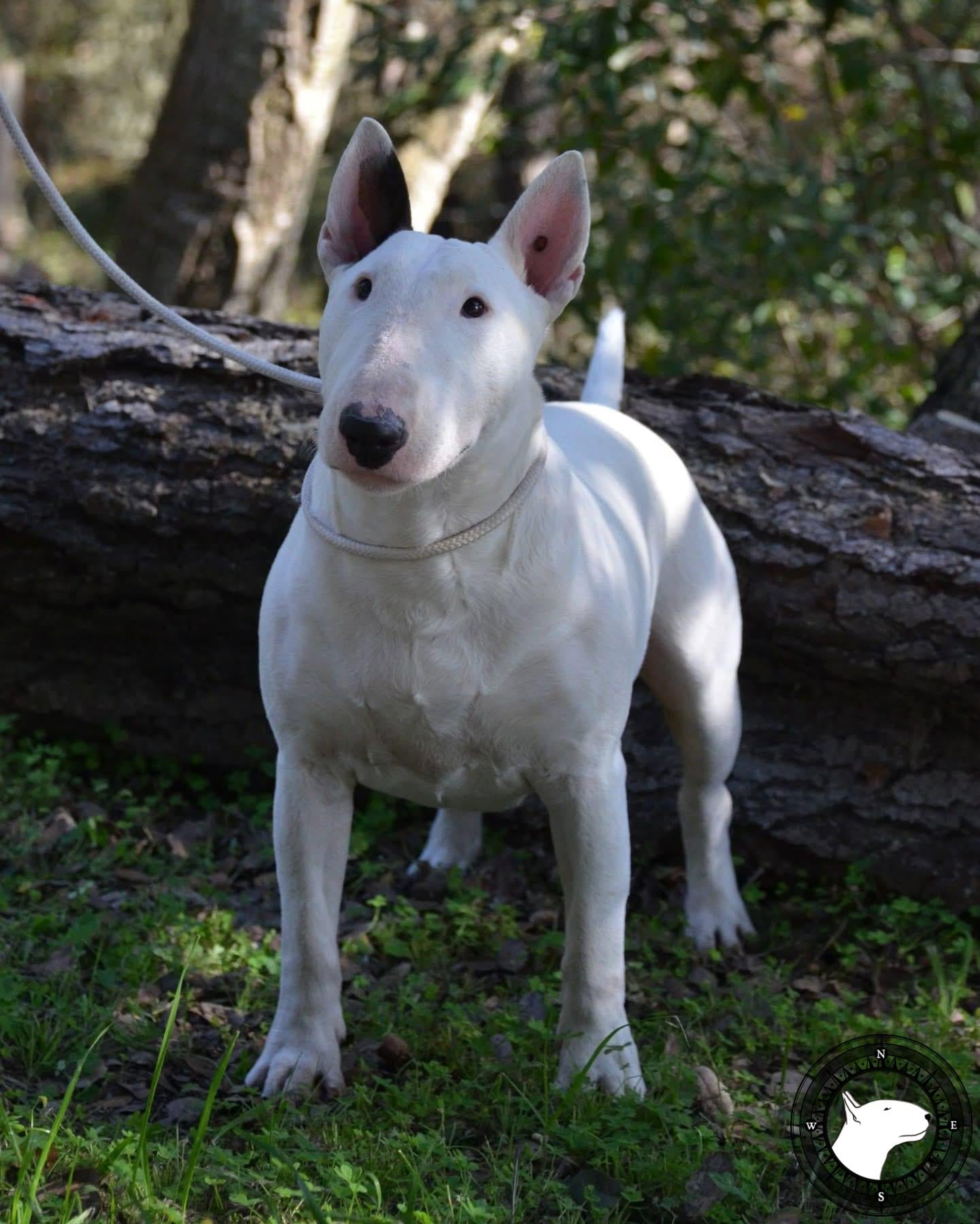 SOQUEL MILLENIUM SEA GLASS