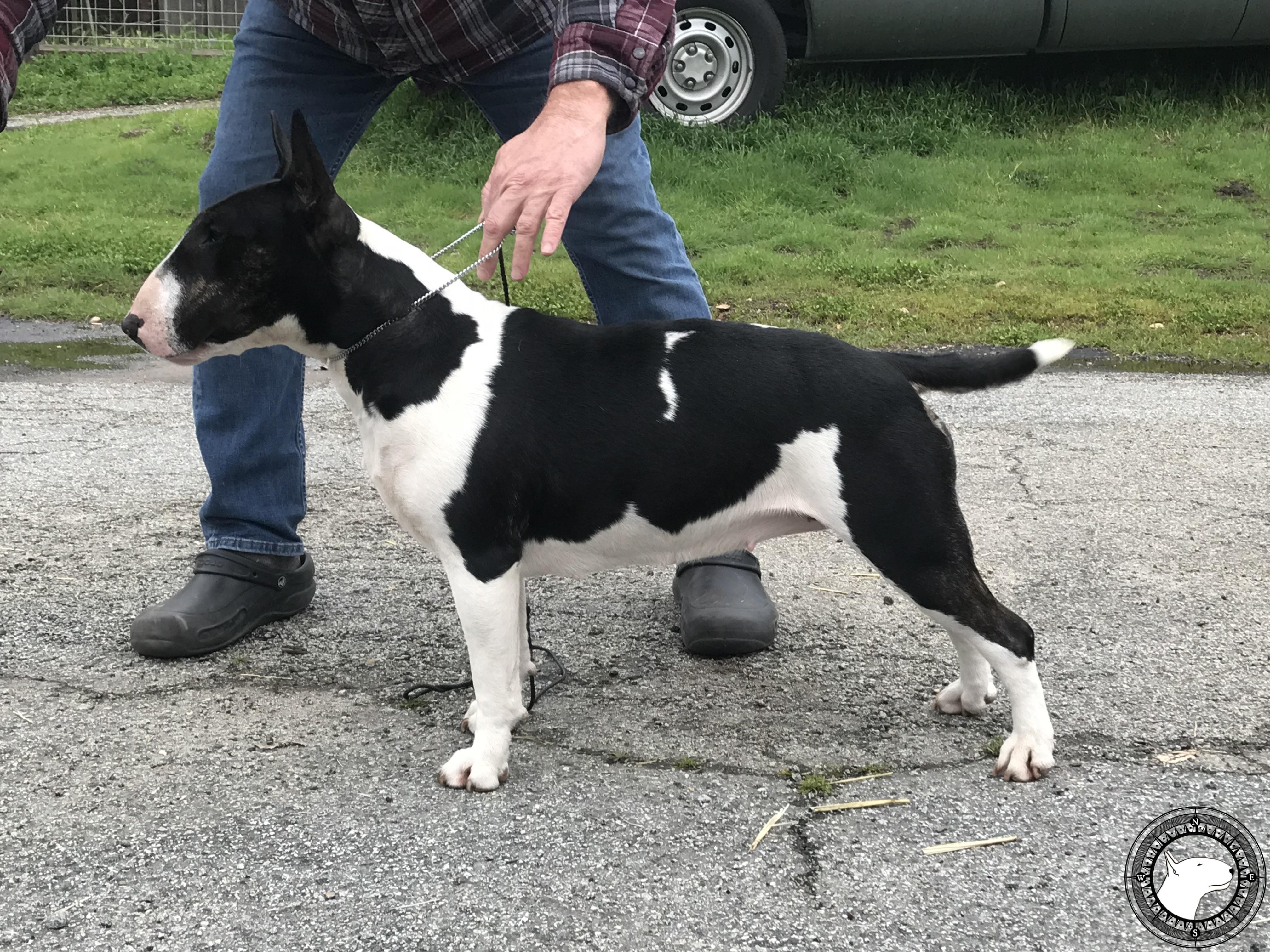 SOQUEL MILLENIUM BLACK PEARL