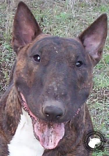 BRIGADOON BELIEVES IN MAGIC