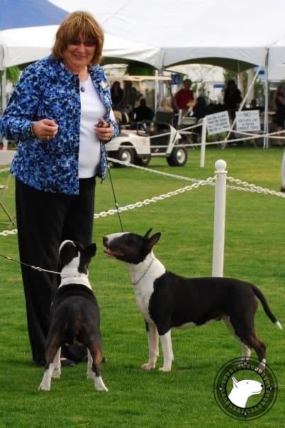 SOQUEL MILLENIUM BLACK ORCHID