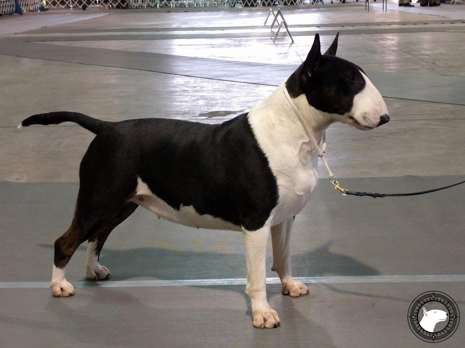  OLD ENGLAND'S BLACK DIAMOND