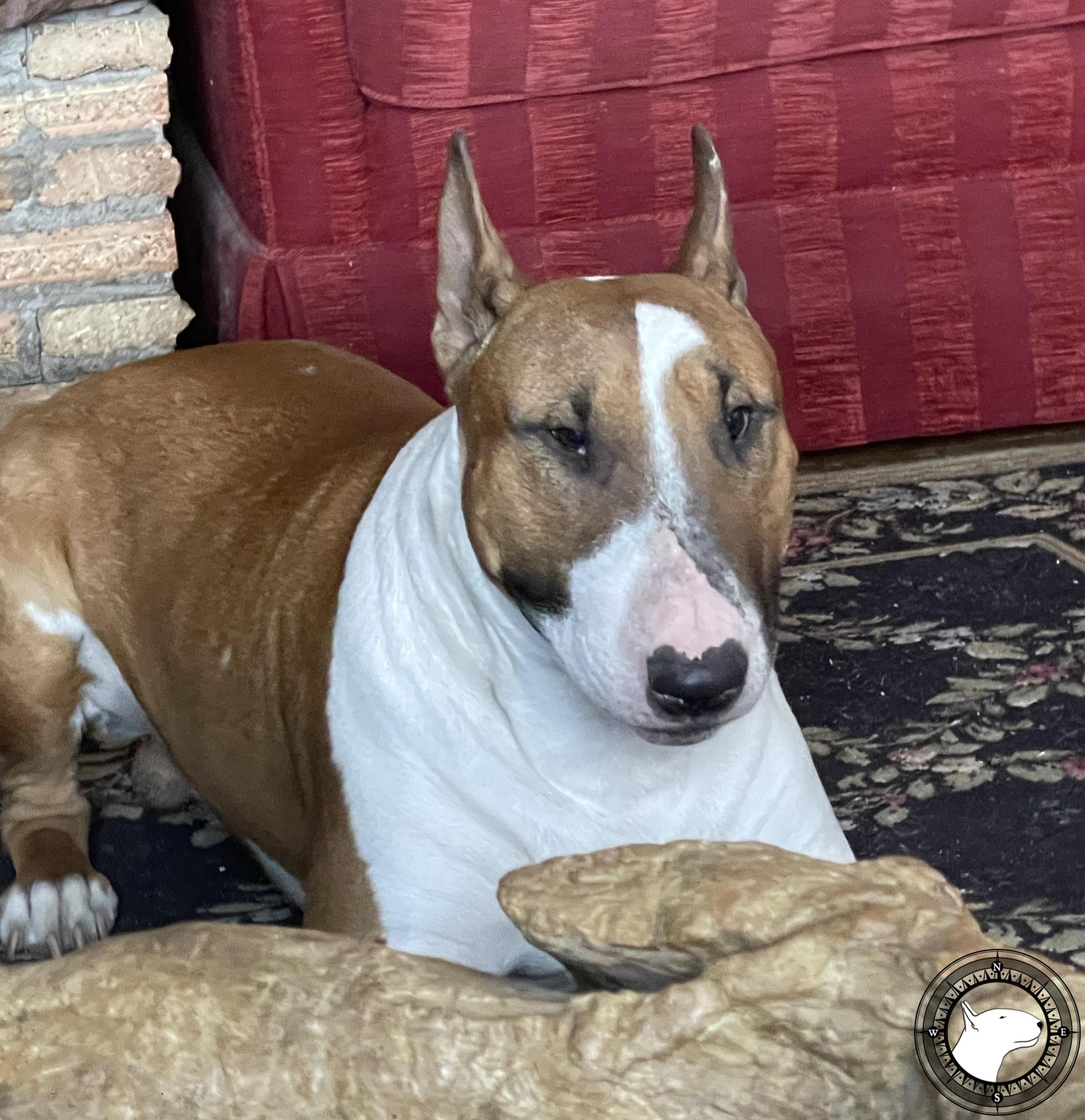 TREDECIM KAGUTSUCHINOKAMI