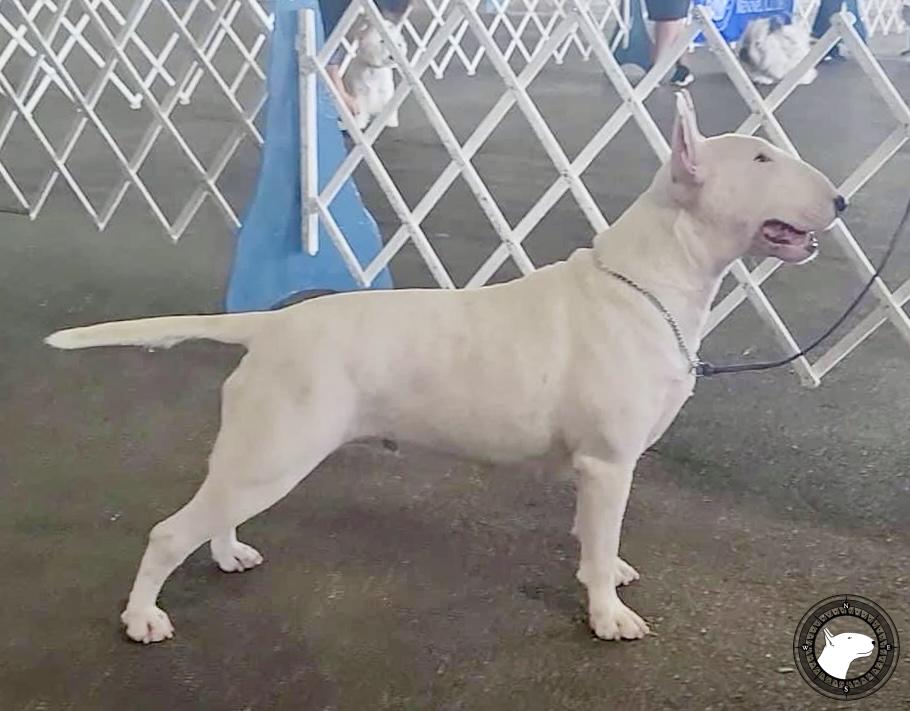 ENVOY LOOKS LIKE AN ANGEL AT QUIETWOOD