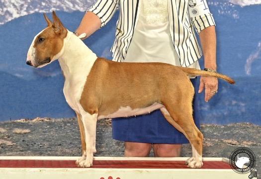 ENVOY'S AUTUMN HEATHER