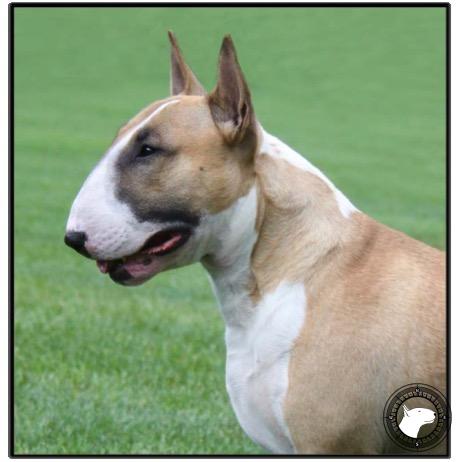 MAGOR GALACTIC AGENT