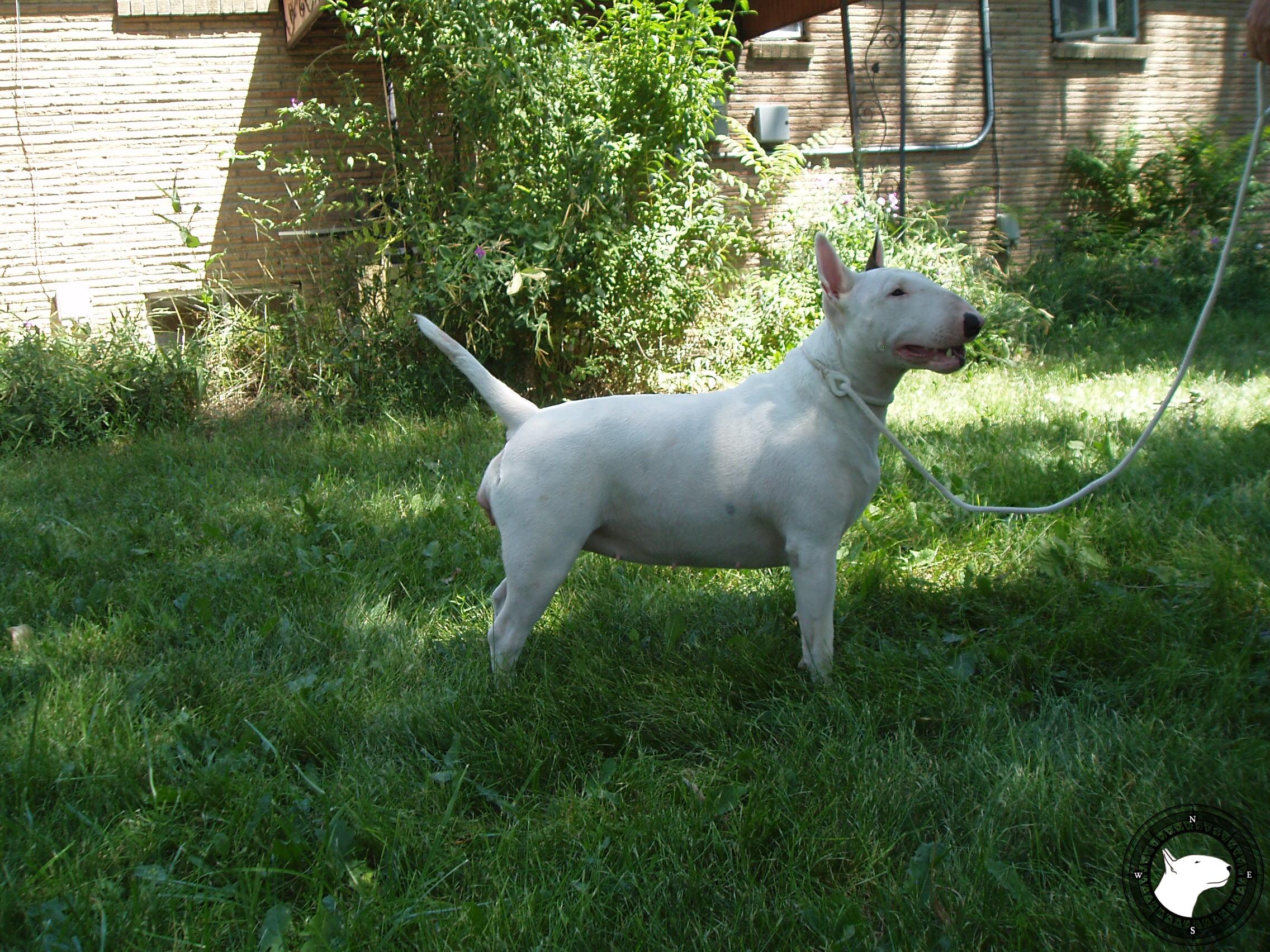 SKYLINES DAZLIN DIAMOND AT TREDECIM