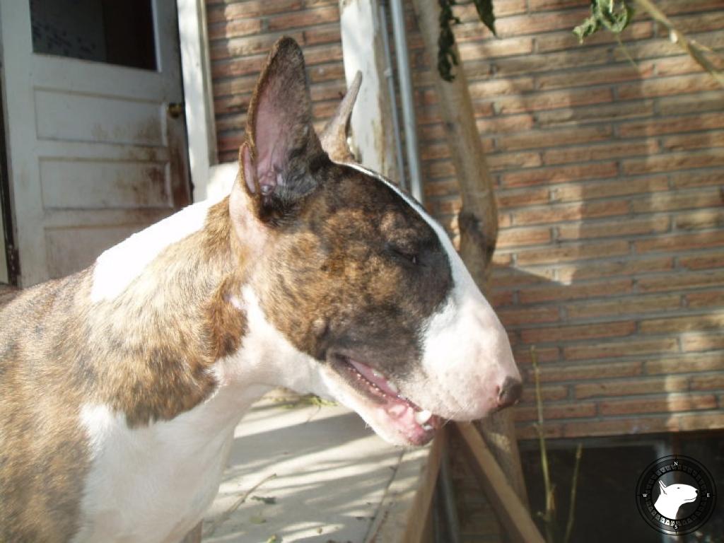 DESLYNN'S TRAMES OF TREDECIM