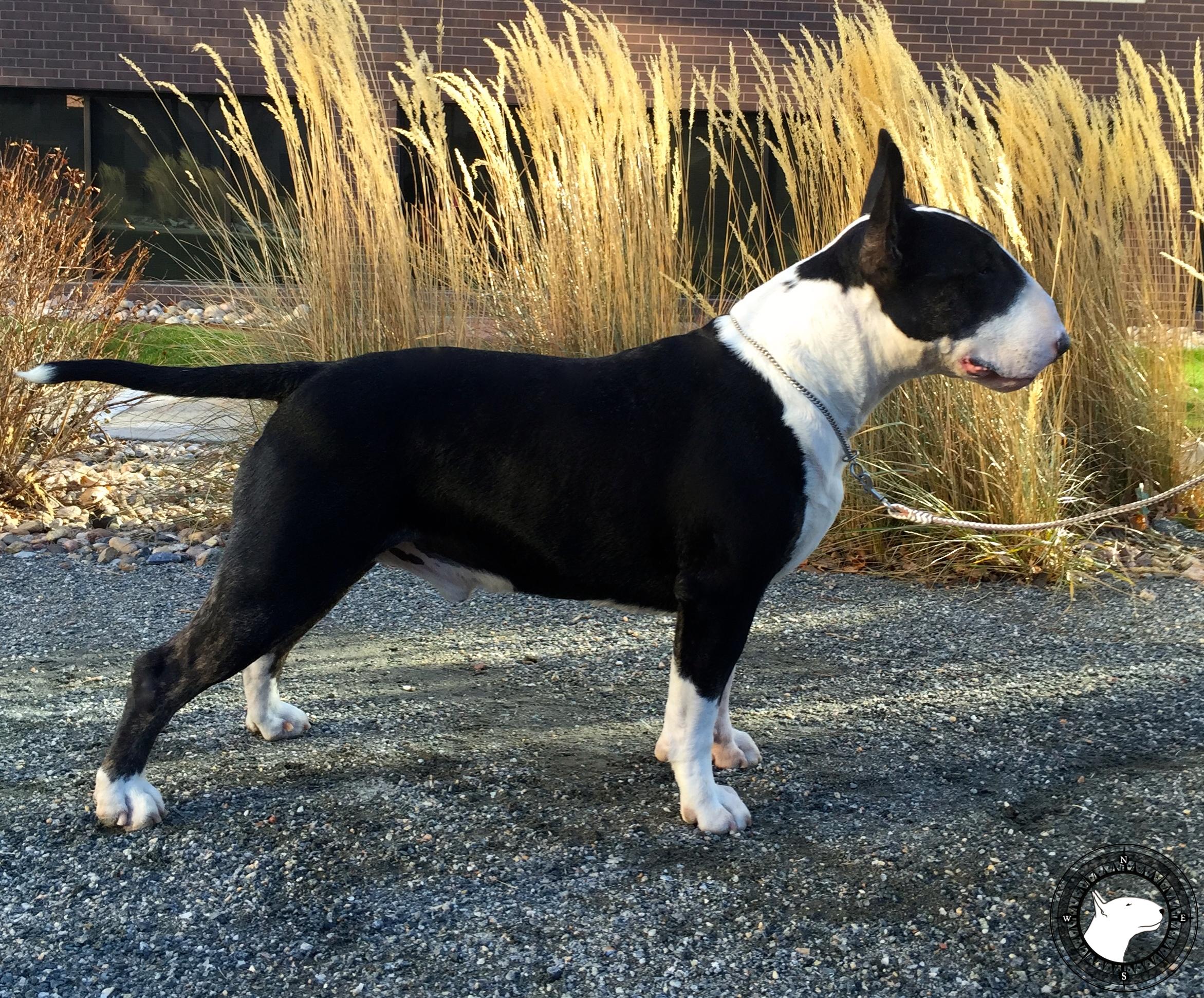 TREDECIM THE ALCHEMIST