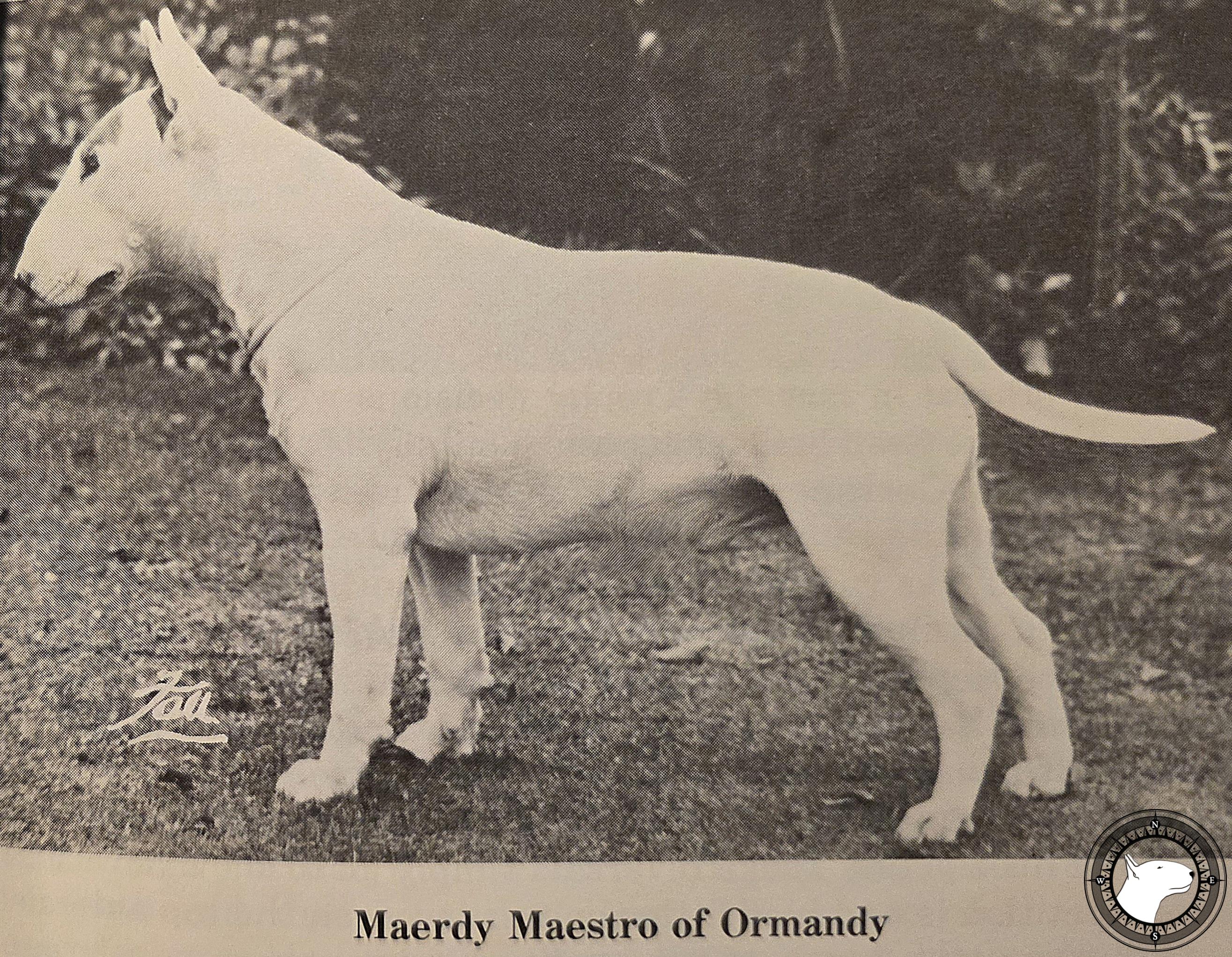 MAERDY MAESTRO OF ORMANDY