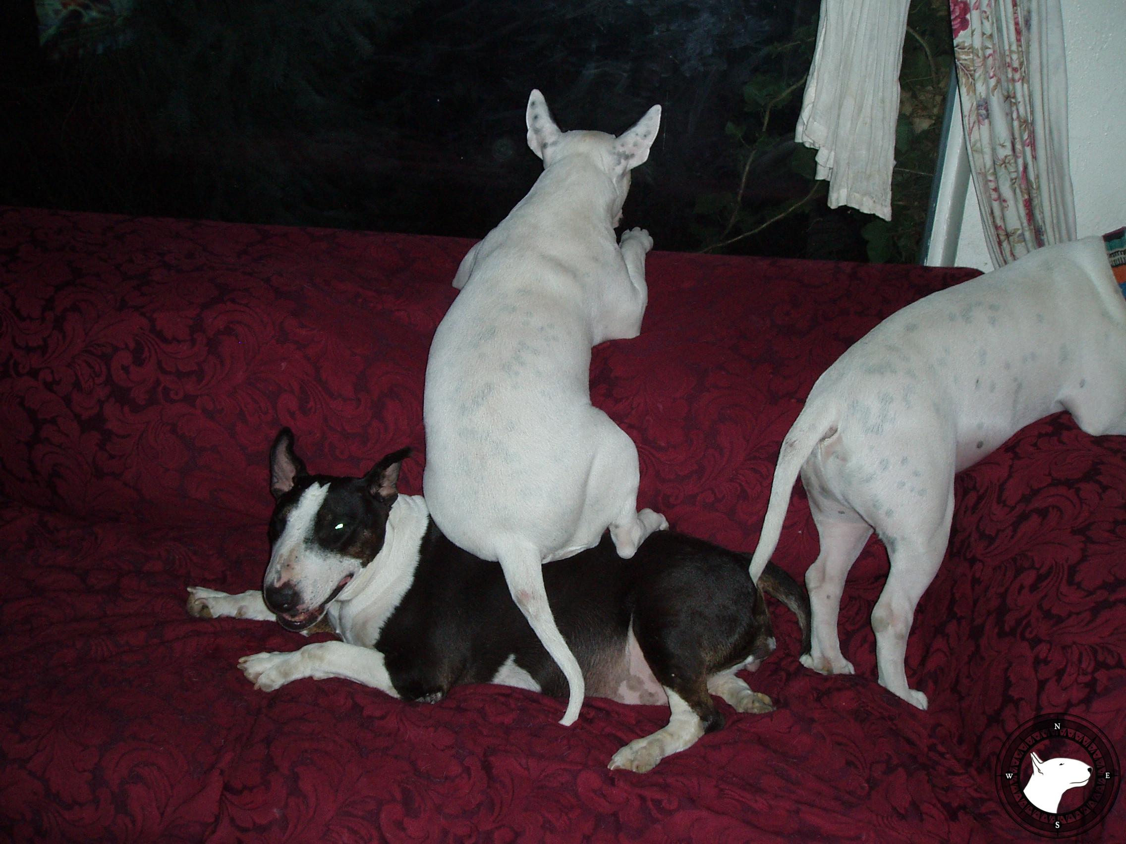 TREDECIM BEWITCHING GRACE