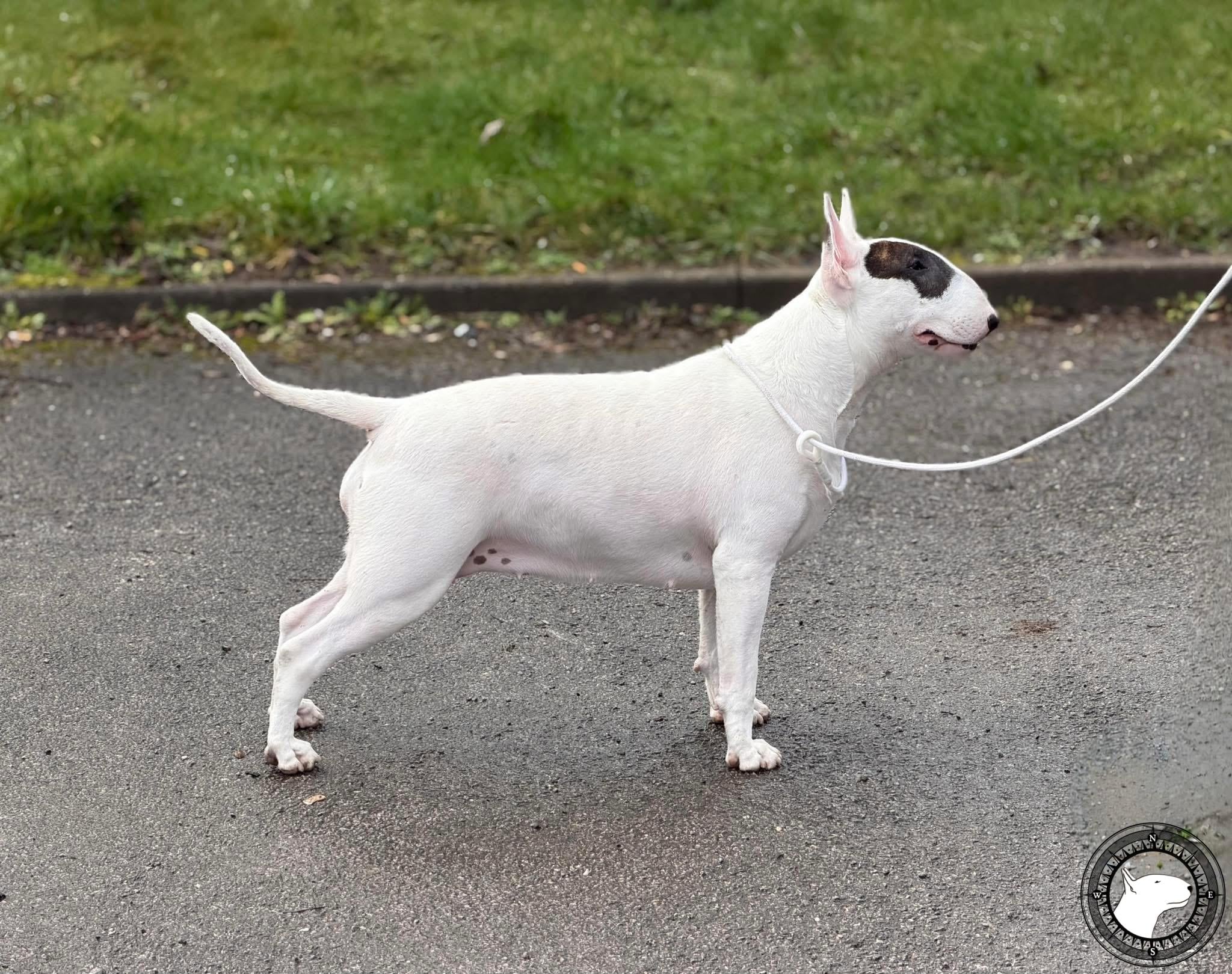 ICE COURT TIGER LASH