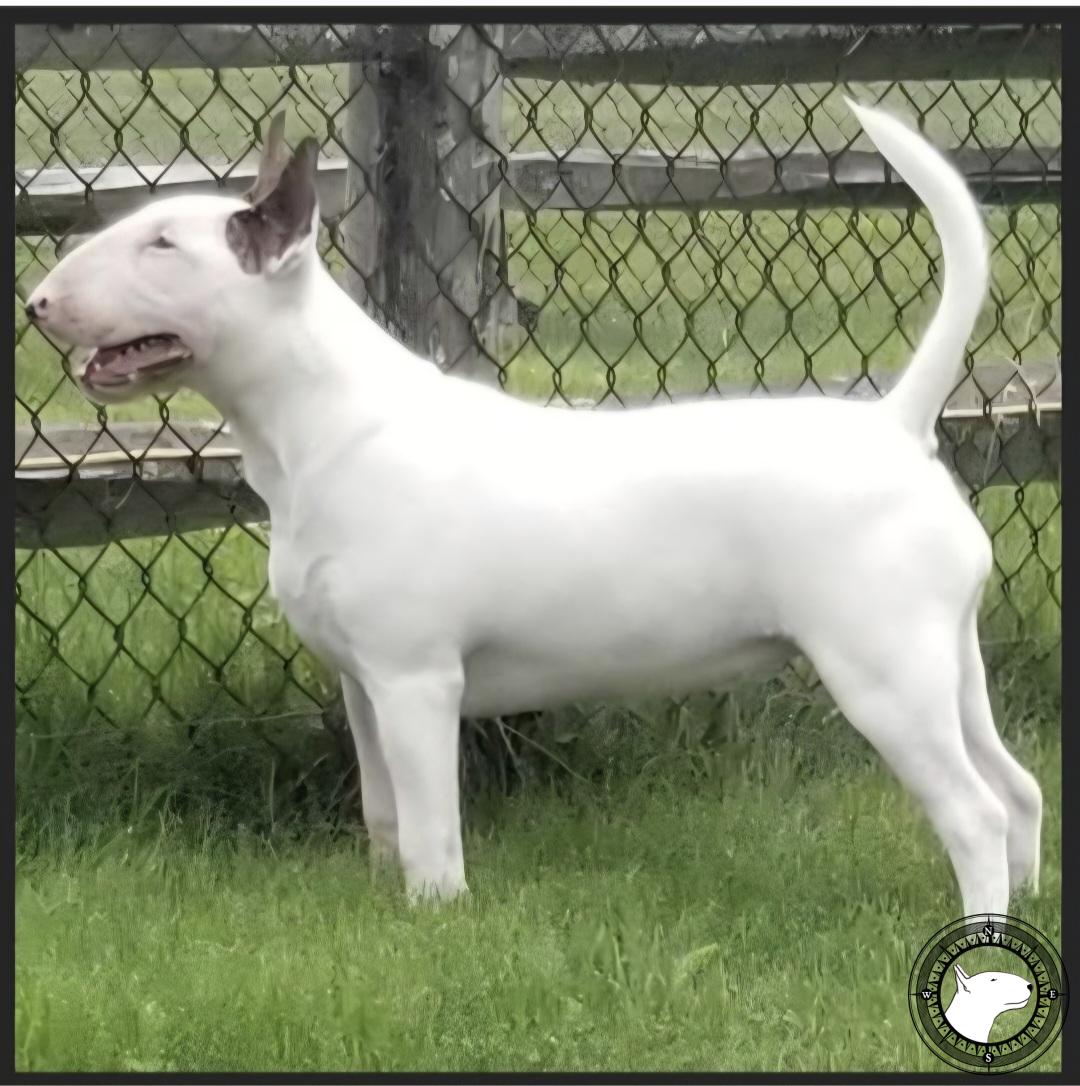 INDULGENCE COME FLYE WITH ME