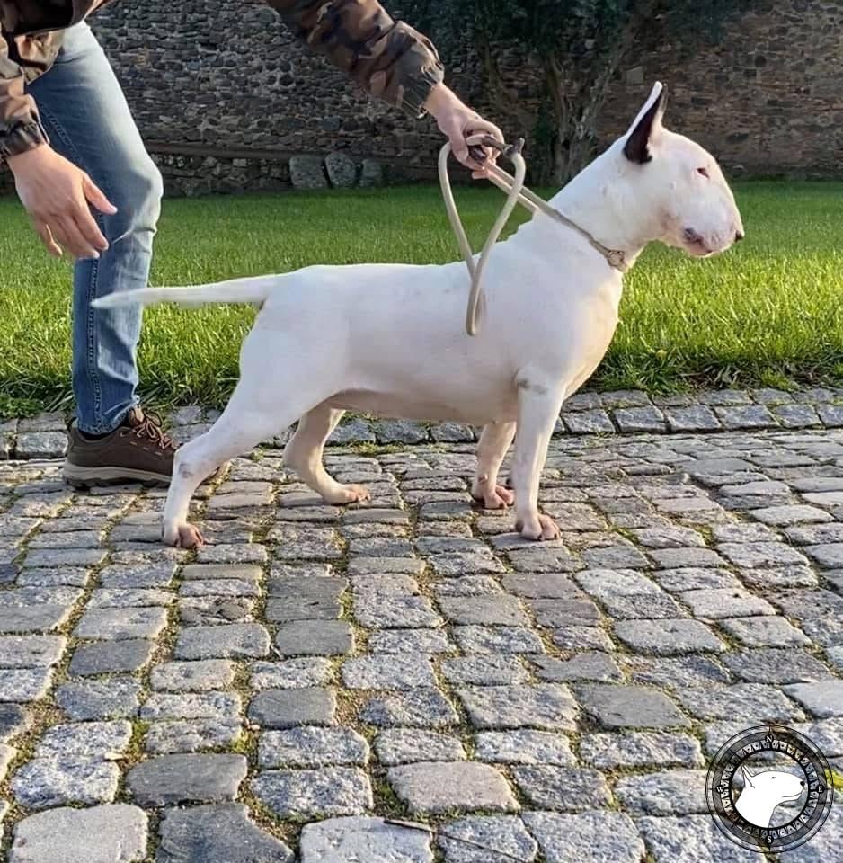 BULLSWALL BRIANNE DE CHATEAU