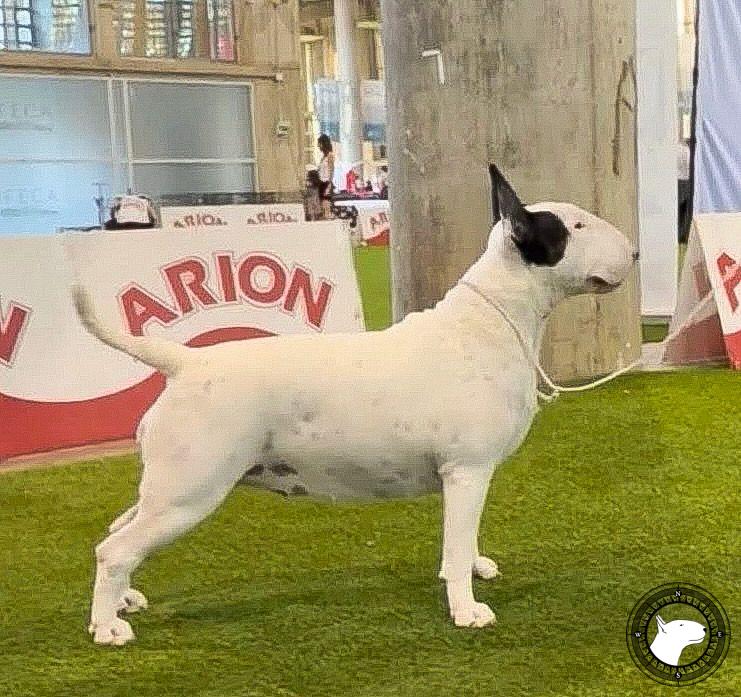 BULLSWALL BATTLEGRACE ANGEL