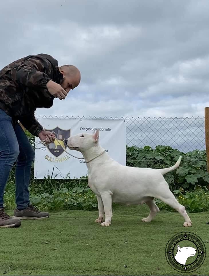 BULLSWALL MADAME BRIEFS