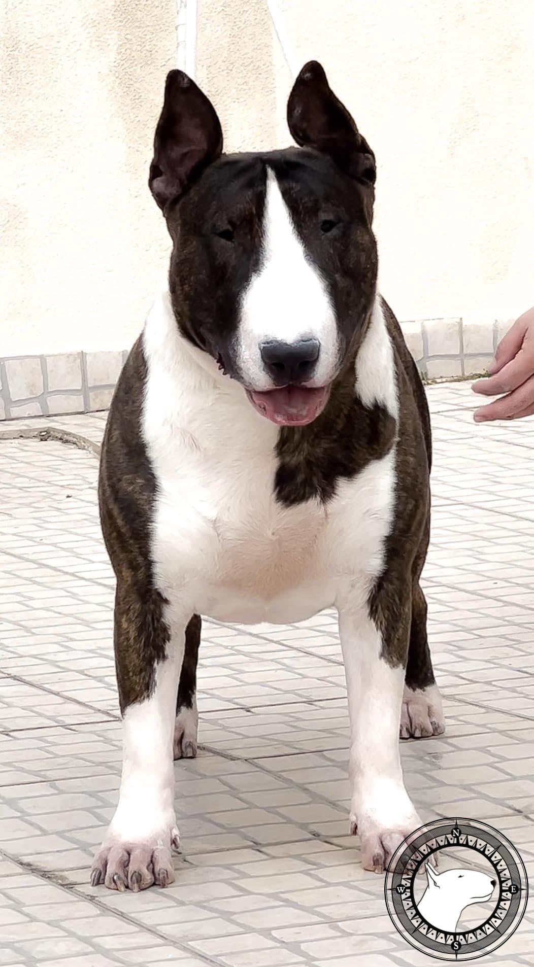 BULLSWALL SUPREME KAI