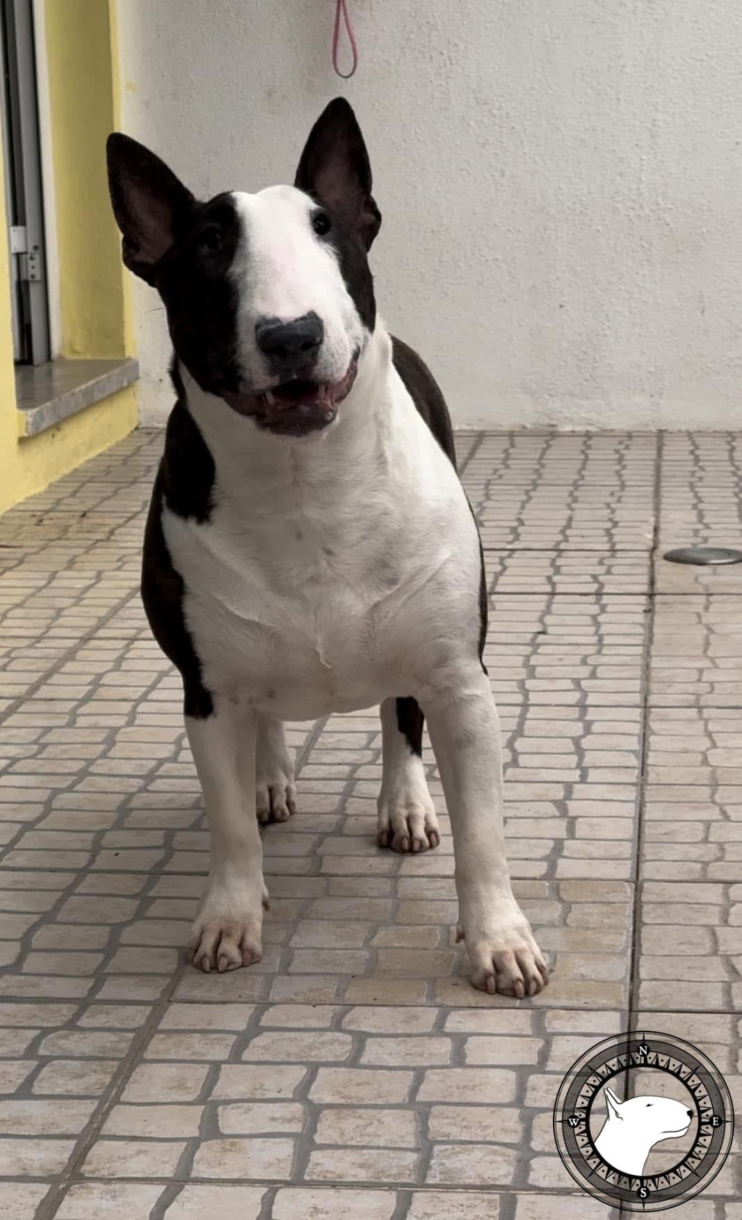 BULLSWALL SUPREME NIGHT WISH