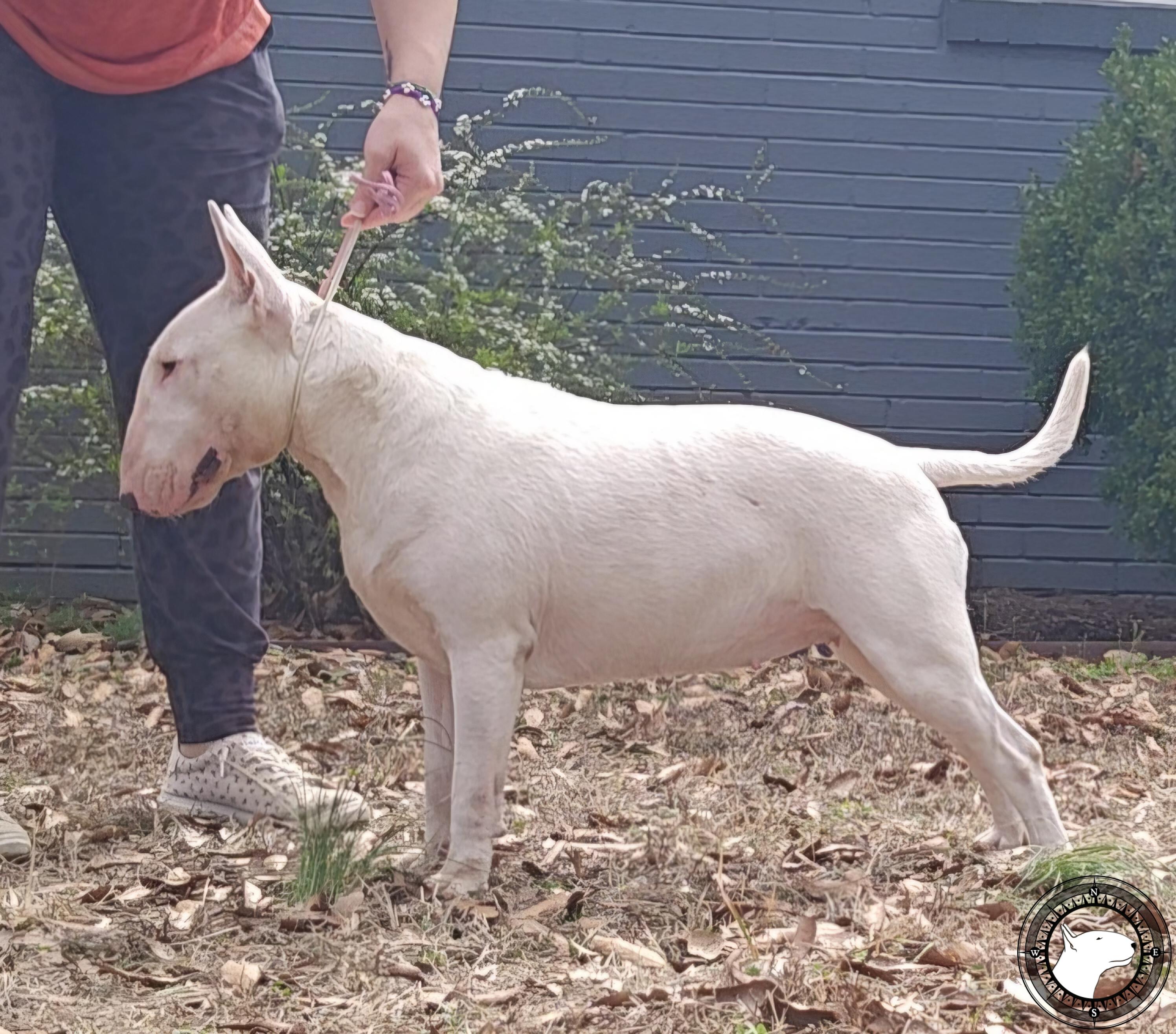 GORBAIN JURICS TRUE TO YOU