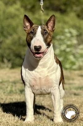 BAYSHORE SWEARS LIKE A SAILOR IN SOQUEL