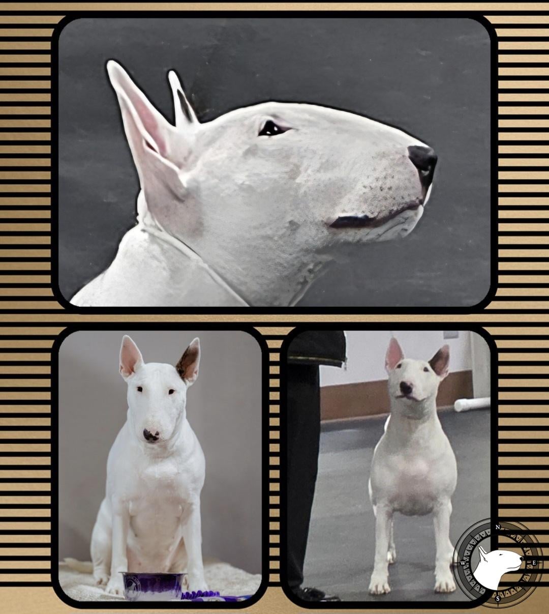 SOUTHRIDGE SPICY HOT INDULGENCE