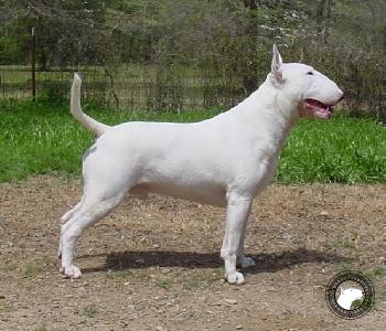 ELCORNIJAL AM SILVER STAR