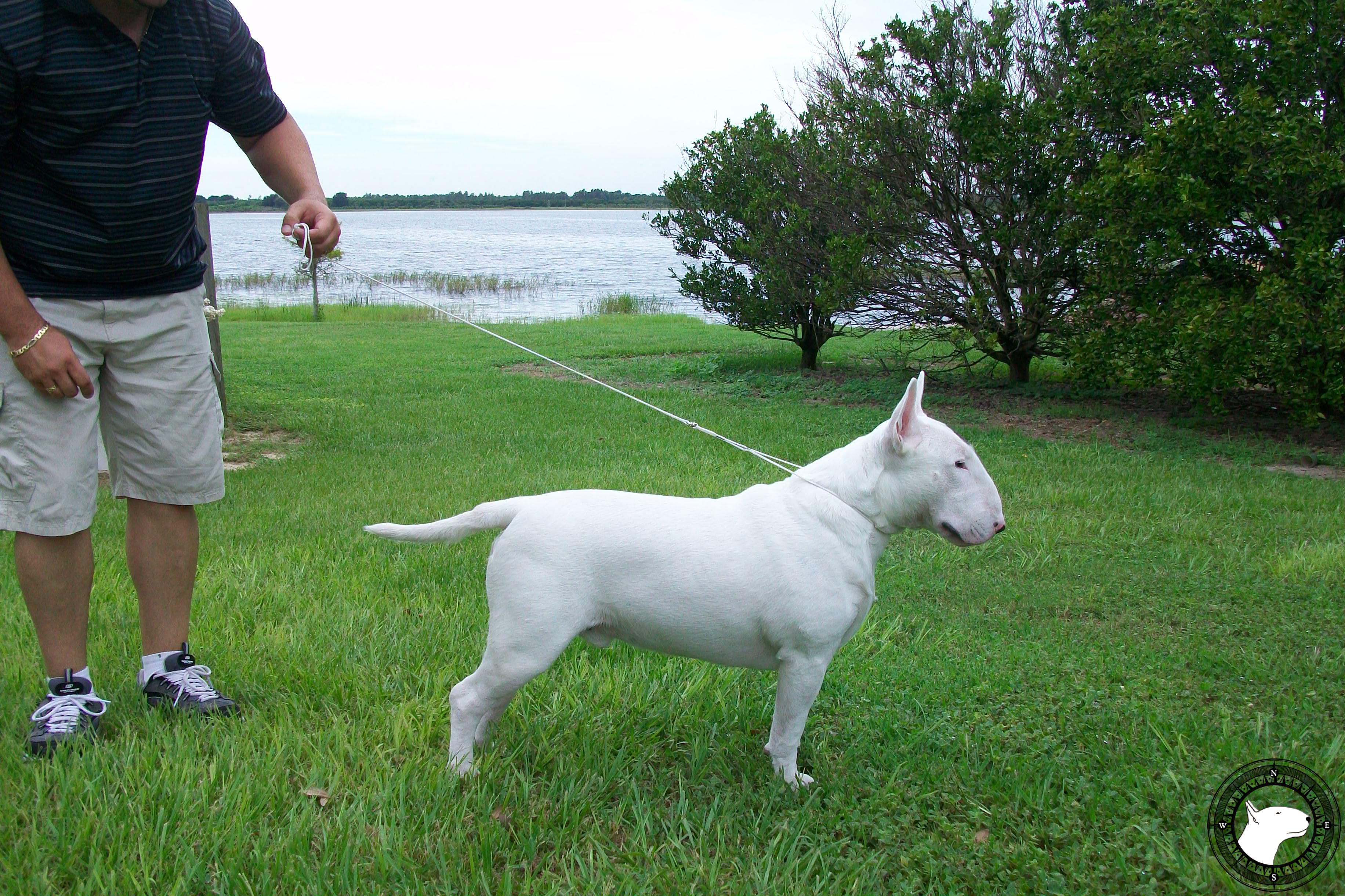 GLENTOM CONQUISTADOR SEEKING SILVER