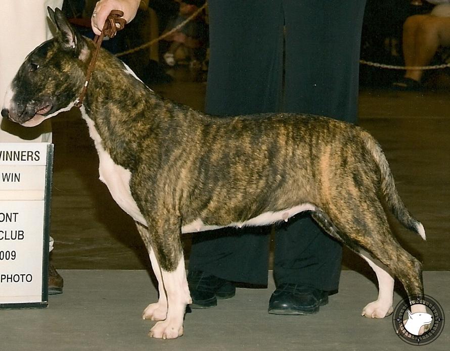 GLENTOM CREME DE CACOA