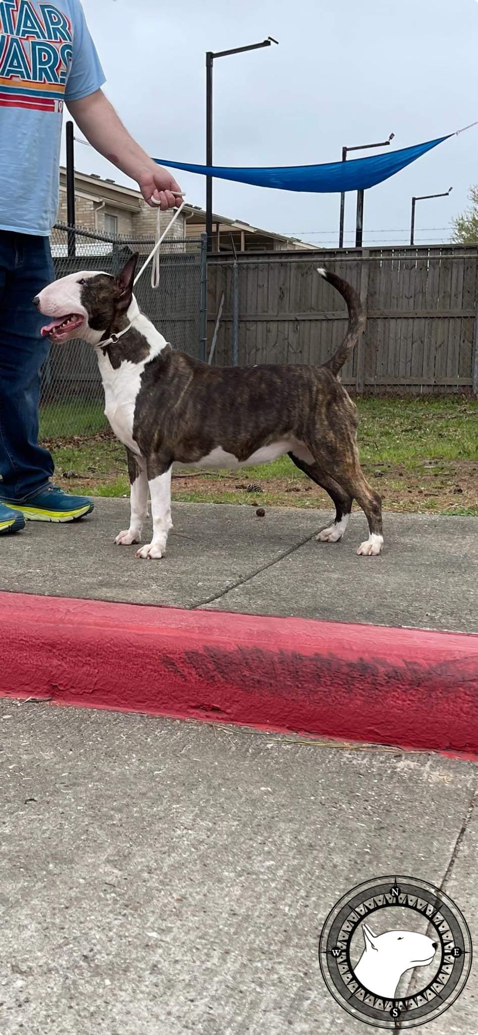 GLENTOM DARK RAINE FROM THE MOON