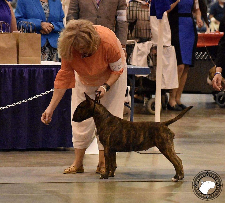 GLENTOM DARK SIDE OF THE MOON