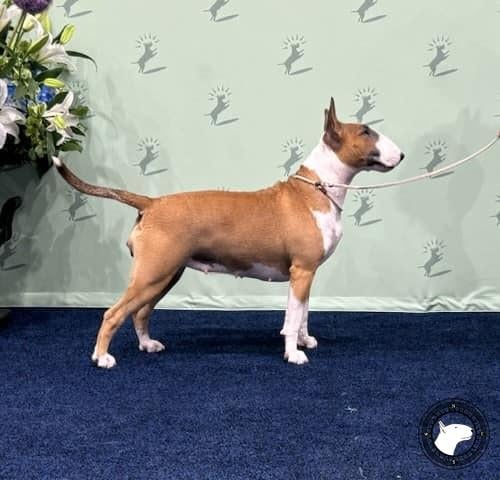 GLENTOM HEART OF GOLD