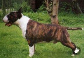 CAMQUEST THUNDER BOLT