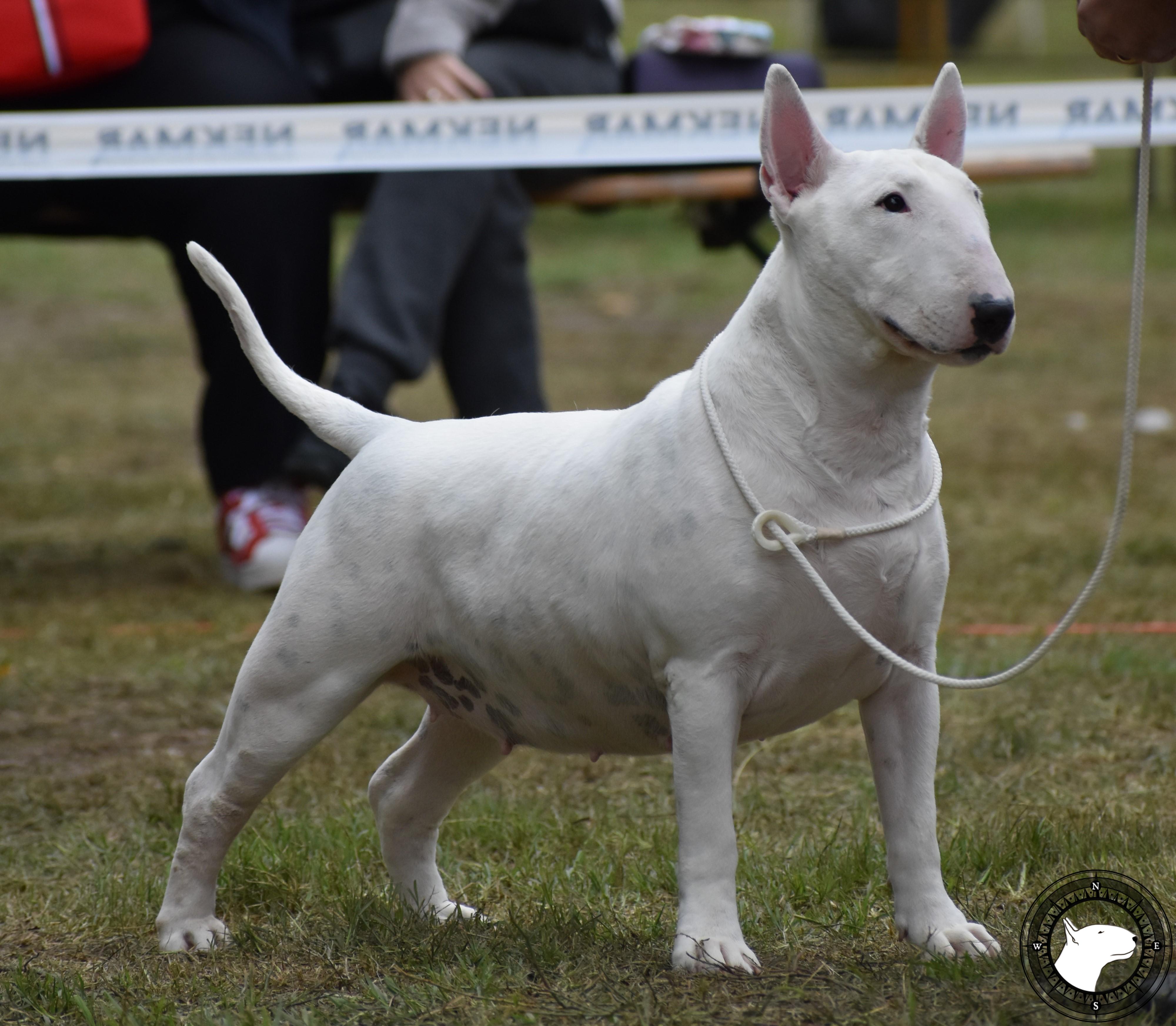 POISSON IVY CHIKKI PEANUT