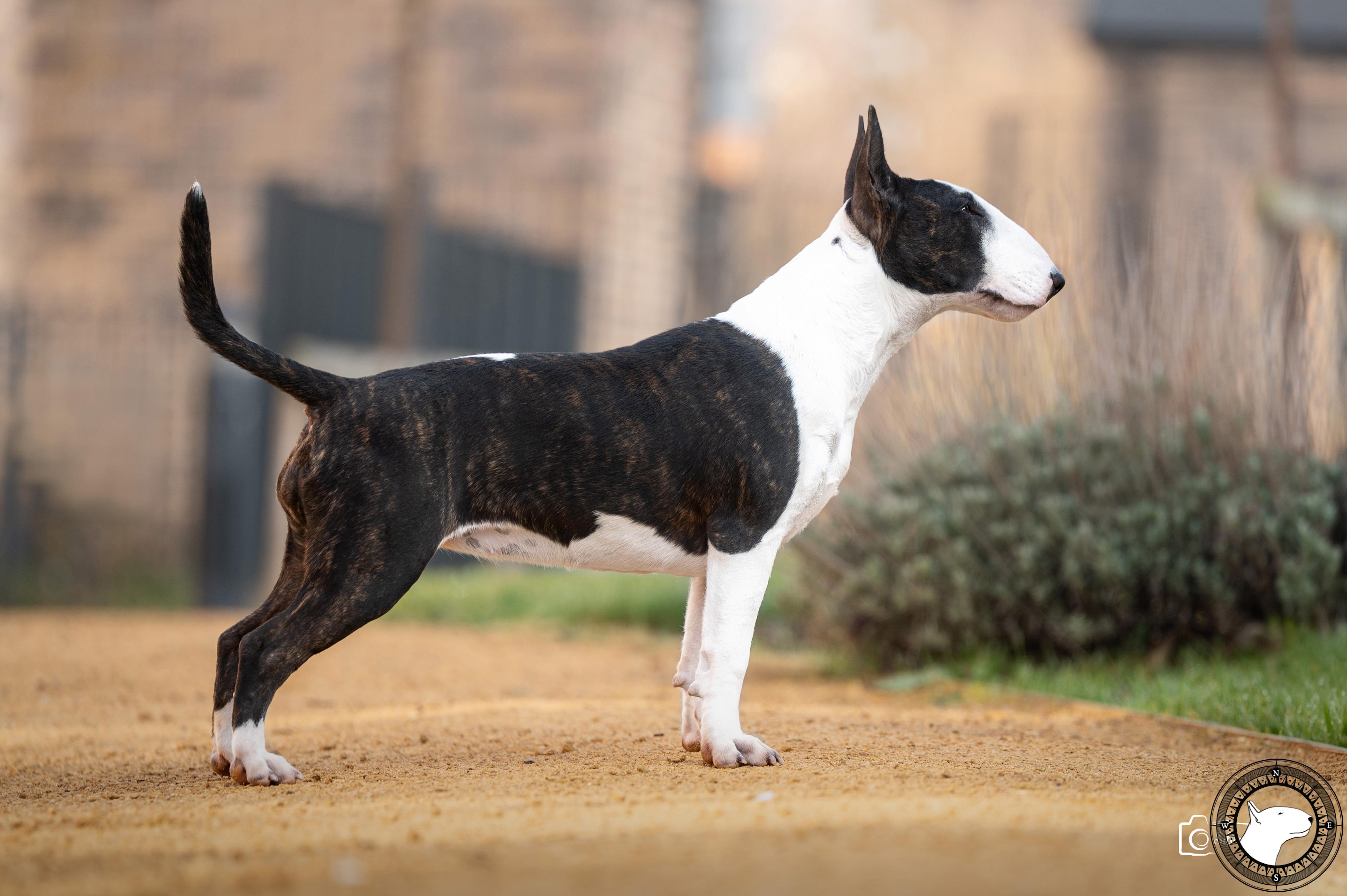 POISSON IVY WHOOPSIE DAISY