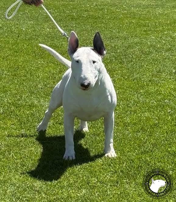 GOULBURNIA NEVER SAY NEVER